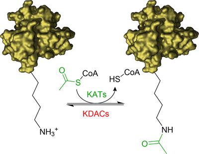 Lysine Acetyltransferase Inhibitors From Natural Sources